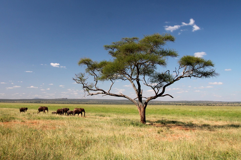 Le circuit de safari du nord de la Tanzanie : le Serengeti et le Ngorongoro